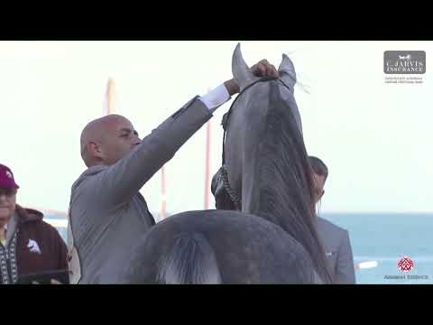 N 82 ASAYEL MARWAN   Katara Int  Arabian Horse Festival 2023   Colts 2 Years Old Class 5A