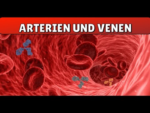 Arterien und Venen