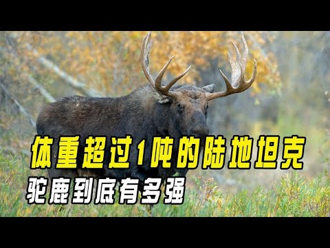 驼鹿保护幼崽大战棕熊，体重超过1吨的陆地坦克，驼鹿到底有多强