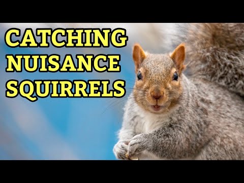 How to Trap Nuisance Squirrels Using the Squirrelinator | Best Live Trap for Problem Squirrels ￼