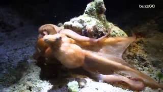 Get Ready: Octopuses and Squids are Taking Over the Oceans