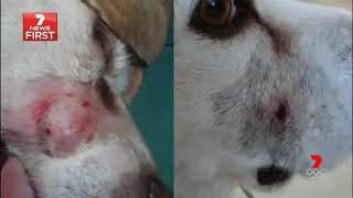 Scientists find Australian berry to cure cancer - AU 7 News 08-10-2014