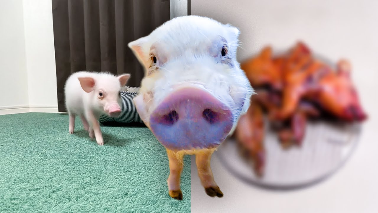 【１００日後に食われるブタ】カルビくんの今［１６０６日目］