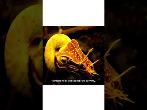 😮😮😮😮🌀 🐚 Meet the prehistoric living fossil! #Nautilus #seatreasures