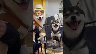 Download lagu Taking Manyu and Bai to make some new friends 🤗 mp3