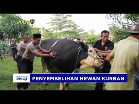 POLRES SERANG SEMBELIH 46 EKOR HEWAN KURBAN