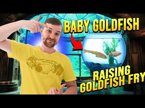 CALICO ORANDA FRY! | How to grow baby goldfish | Scottish Oranda breeder Pt.2
