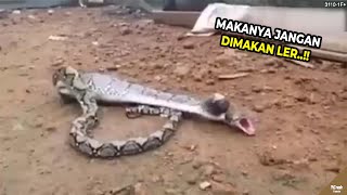 Download lagu TERLALU RAKUS, APA AJA DIMAKAN..!! Ular Salah Mangsa Kena Batunya..!! #YtCrash mp3