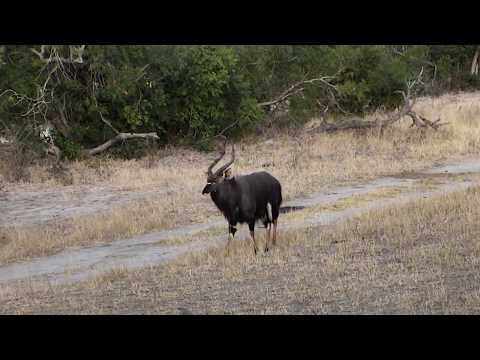 Djuma: Nyala bull -16:10 - 07/04/18
