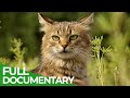 Wildlife Takeover: How Animals Reclaimed Chernobyl | Free Documentary Nature DEFAULT Thumbnail