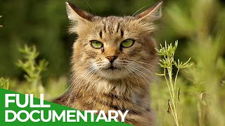 Wildlife Takeover: How Animals Reclaimed Chernobyl | Free Documentary Nature MQDEFAULT Thumbnail
