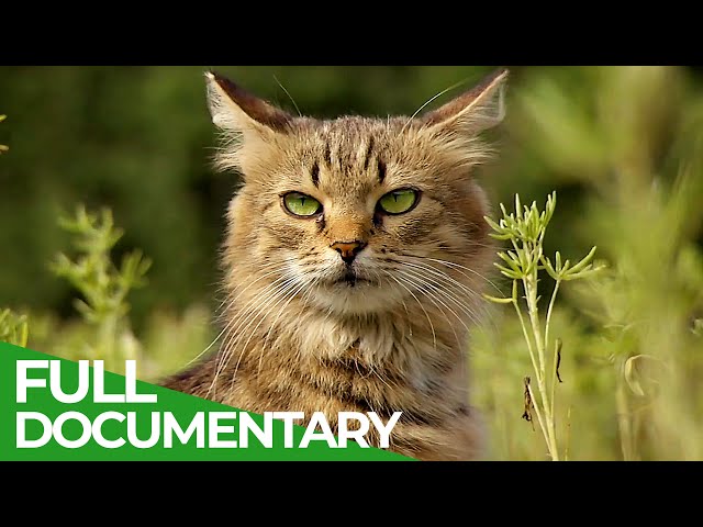 Wildlife Takeover: How Animals Reclaimed Chernobyl | Free Documentary Nature SDDEFAULT Thumbnail