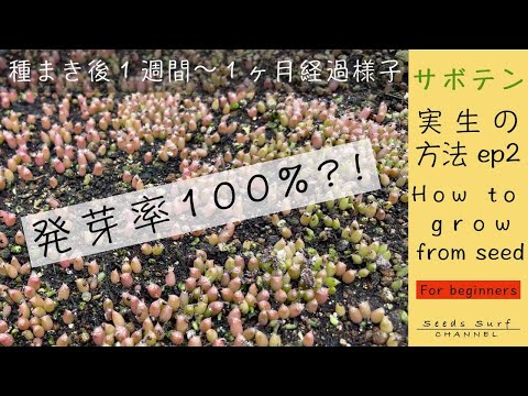 しおれた花を乾燥させ、サボテンの種が熟して収穫できるまで待ちます。
