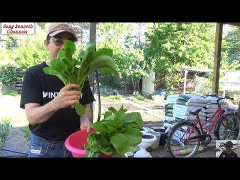 mycket enkel odlar egen grönsaker ute från maj