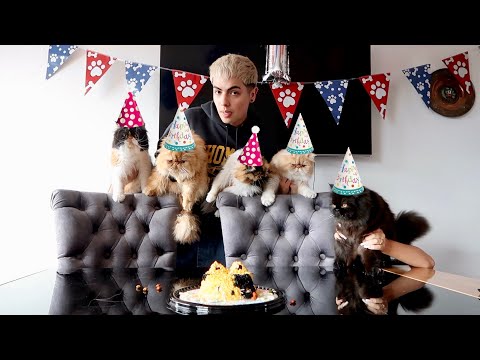 I threw a birthday party for my cats *cuteness*