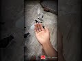 Pigeons WhatsApp Status Mokka Pigeons