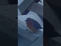 The Bluebird Returned