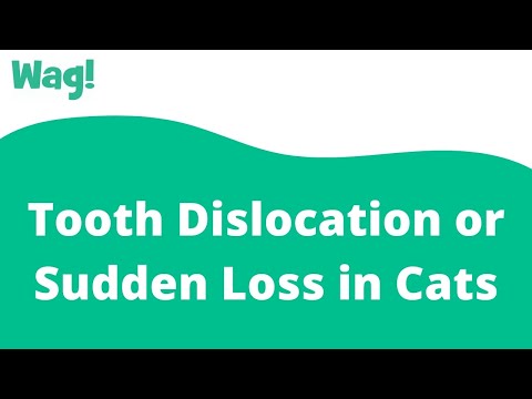 Tooth Dislocation or Sudden Loss in Cats | Wag!