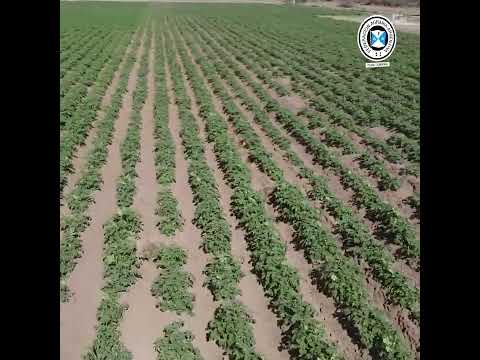 AGUSTIN PIZZICHINI - AGROPAPA 2023