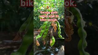 Download lagu Gude kacang sayur mp3