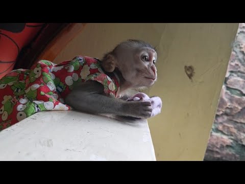 Princess Maya is Mocking on the Birds - Black Macaque