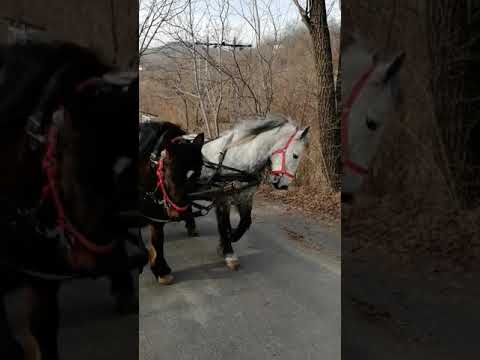 Caii lui Dănuț de la Comarnic