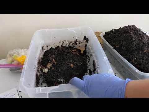 Hot Frog Living Composter Day 17 - Harvesting My Original Bin - Vermicomposting
