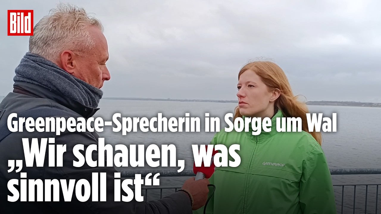 RETTUNGSSTREIT UM WAL: Greenpeace gegen Bagger-Einsatz in Wismar