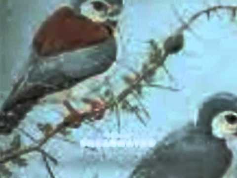 Video thumbnail for There’s A Mark Where You Were Breathing