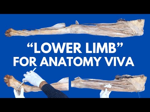 Entire Lower Limb Specimen in Just 15 Minutes | For Anatomy Viva