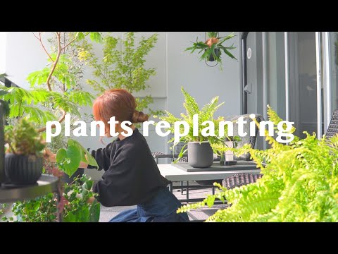 plantes-balcon-pétunias-blanches-roses-cache-pots-tressés plantes balcon