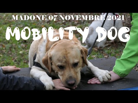 2021 11 07 Mobility Dog