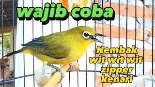 Download lagu Pleci mania wajib coba... masteran pleci wit wit cerr kenari mp3