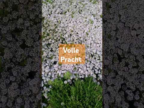 Kaskaden Thymian, Potenzialentfaltung #garden