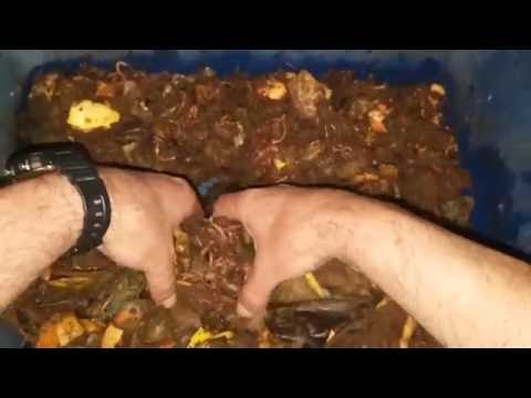 Small Worm Bin Week 8 Update