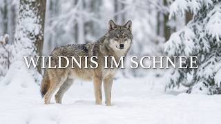 Wildpark Eekholt im Winter ❄️ | Heimische Tiere im Schnee | Holsteiner