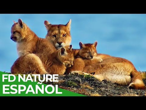 Chile - Un Viaje Salvaje: Las Garras de Torres Del Paine | Free Documentary Nature - Español
