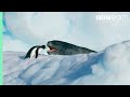 Tiny Penguin Makes A Deadly Dash From Giant Leopard Seal Seven Worlds One Planet BBC Earth