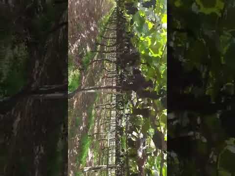 CONHEÇA PÉS DE UVA NO SERTÃO DE PERNANBUCO / LAGOA GRANDE NO PE TEM MUITAS PLANTAÇÃO DE UVAS