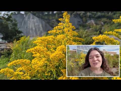 Kansas City Keystone Species - Best Native Plants for your Garden | Deep Roots