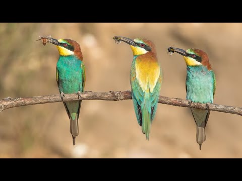 Żołna pszczołojad, European Bee-eater, Bijeneter, Золотистая щурка, call and song, głos żołny