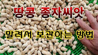 [텃밭농부. 1,240]  땅콩의 종자씨앗을 보관하는 방법 #땅콩재배