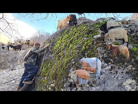 Nomadic life: Saving the herd; when Reza bought provisions and loaded the donkey.