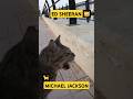 ED SHEERAN & MICHAEL JACKSON - Homeless cats in Ras Al Khaimah, UAE #cat #EdSheeran #MichaelJackson