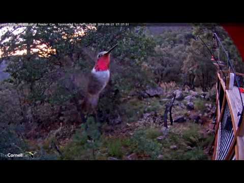 Hummingbirds "Pose" During Feeder Refill – Sept. 21, 2016