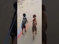 evening walk #doberman #amy #bhoora #puppies #dog #walk #walkthrough #evening #eveningwalk - Kingdom Animalia evening walk #doberman #amy #bhoora #puppies #dog #walk #walkthrough #evening #eveningwalk