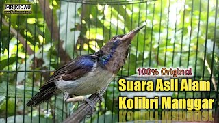 Download lagu Suara Panggilan WICEH / KOLIBRI MANGGAR | Ampuh mp3