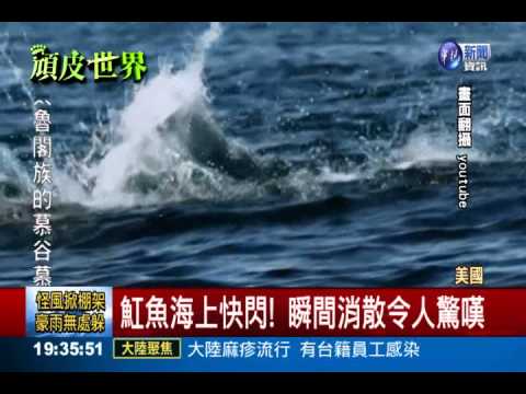 魟魚玩"快閃"?! 數千隻齊躍水面