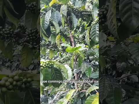 Café 🌱La Plata Huila de Colombia para el mundo 🌎