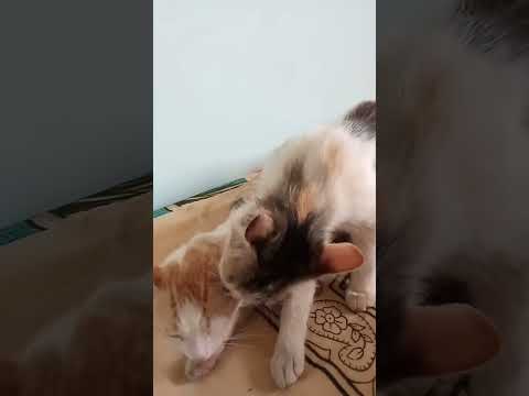 #bangalore#youtubeshorts #india #cat